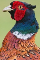 Cock Pheasant portrait. June '20.