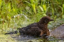 Female Blackbird bathing at garden pond. Jun. '23.