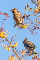 Waxwings on a rowan tree 1. Nov. '23.