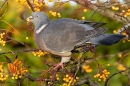 Woodpigeon with rowan berry. Nov. '23.