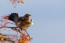 Fieldfare on rowan tree 6. Nov. '23.