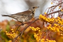 Fieldfare on rowan tree 7. Nov. '23.