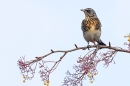 Fieldfare on rowan tree 8. Nov. '23.