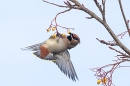 Waxwing hanging from rowan berries 2. Nov. '23.