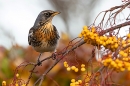 Fieldfare on rowan tree 9. Nov. '23.