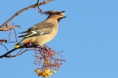 Waxwing tossing rowan berry. Nov. '23.