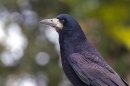 Rook portrait. Dec. '23.