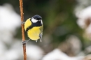 Great tit on stem in snow. Dec. '23.