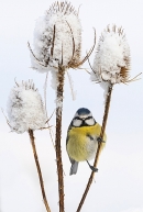 Blue tit on teasel in snow. Dec. '23.