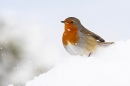 Robin in snow 1. Dec. '23.