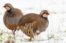 2 Red legged Partridge in snow. Dec. '23.