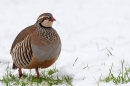 Red legged Partridge in snow 4. Dec. '23.