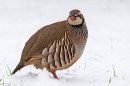 Red legged Partridge in snow 3. Dec. '23.