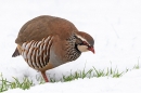 Red legged Partridge in snow 2. Dec. '23.