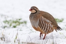 Red legged Partridge in snow 1. Dec. '23.