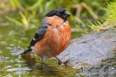 Male Bullfinch bathing. June. '25.