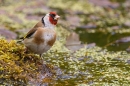 Goldfinch at garden pond. June. '25.