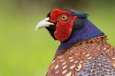 Cock Pheasant portrait 1. June. '25.