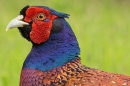 Cock Pheasant portrait 2. June. '25.