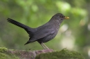 Blackbird,f.