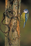 Blue Tit on barbed wire post.