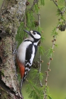 Great Spotted Woodpecker,f.