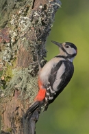 Great Spotted Woodpecker,m.