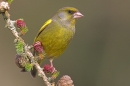 Greenfinch,m on larch cones.