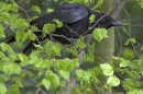 Carrion Crow on spring beech.