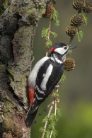 G.S.Woodpecker m on larch.