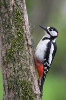 G.S.Woodpecker m.