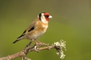 Goldfinch.