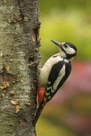 Great Spotted Woodpecker m.