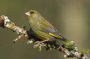 Greenfinch m on spring larch.