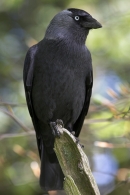 Jackdaw on a stick.