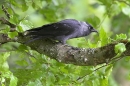 Jackdaw on beech branch.