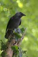 Jackdaw on ivy stump.