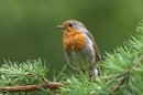 Robin on conifer needles.