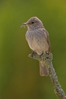 Spotted Flycatcher with fly.
