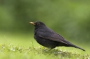 Male Blackbird.02/05/'10.