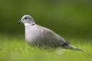 Collared Dove stood in grass.04/05/'10.