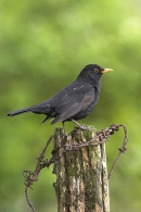 Blackbird m,on barbed wire post.11/05/'10.