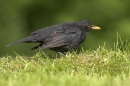 Male Blackbird on lawn.16.05.'10.