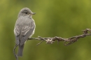 Spotted Flycatcher on barbed wire 7. Jun '10.