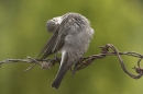Spotted Flycatcher on barbed wire 6. Jun '10.