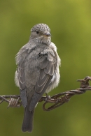 Spotted Flycatcher on barbed wire 5. Jun '10.