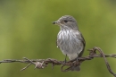 Spotted Flycatcher on barbed wire 3. Jun '10.
