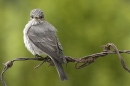 Spotted Flycatcher on barbed wire 2. Jun '10.