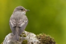 Spotted Flycatcher on mossy rock 2. Jun '10.