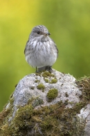 Spotted Flycatcher on mossy rock 1. Jun '10.